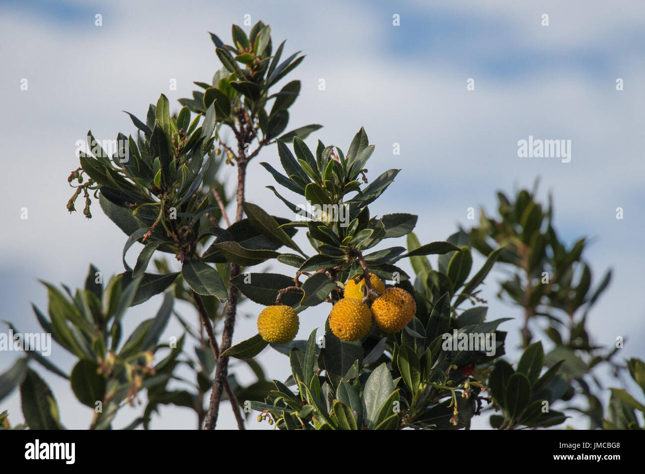The view of Rambutan tree branch with yellow fruits Stock Photo - Alamy