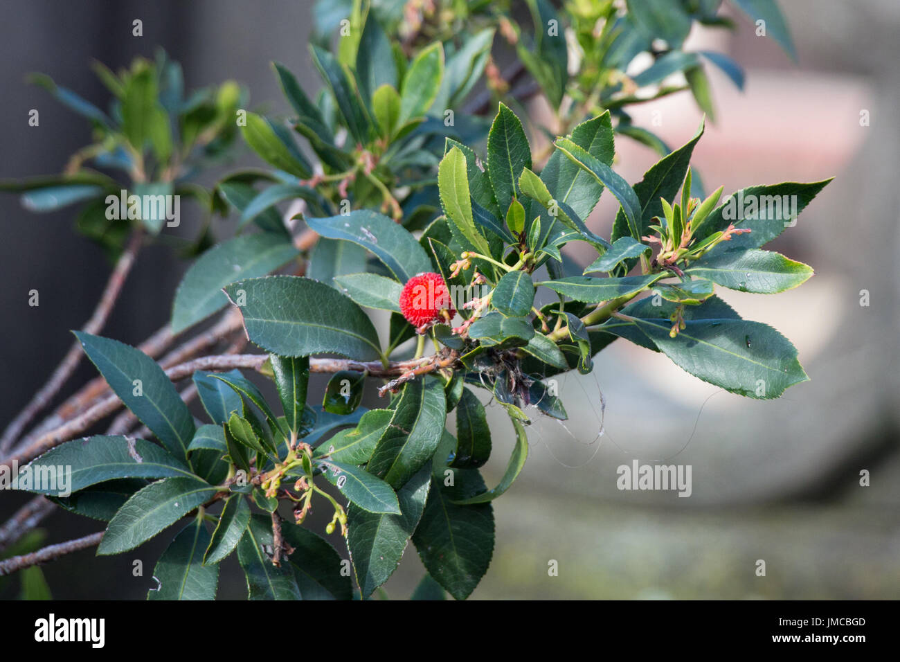 The view of Rambutan tree branch with red fruit Stock Photo - Alamy