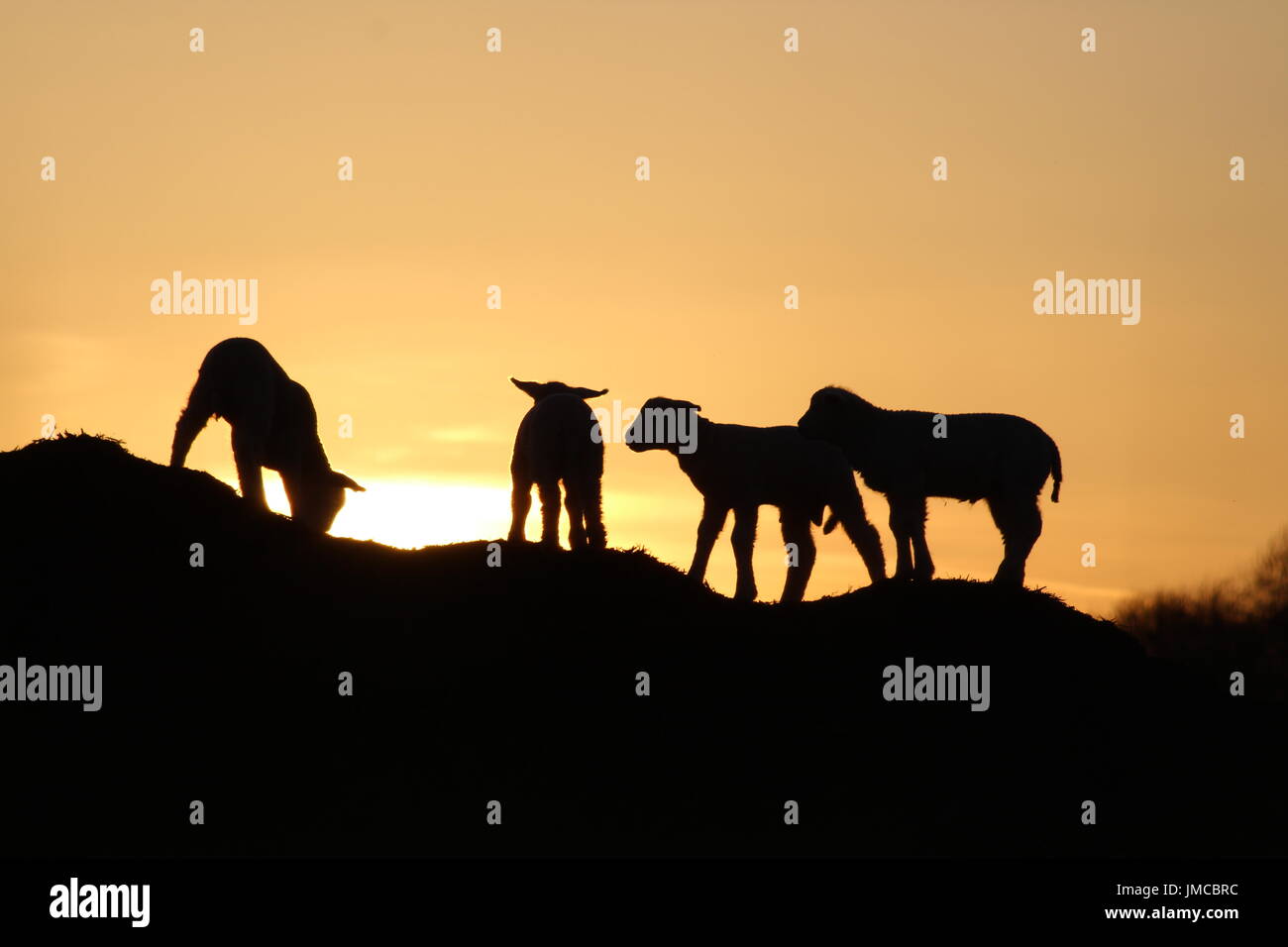 Lambs playing at sunset Stock Photo