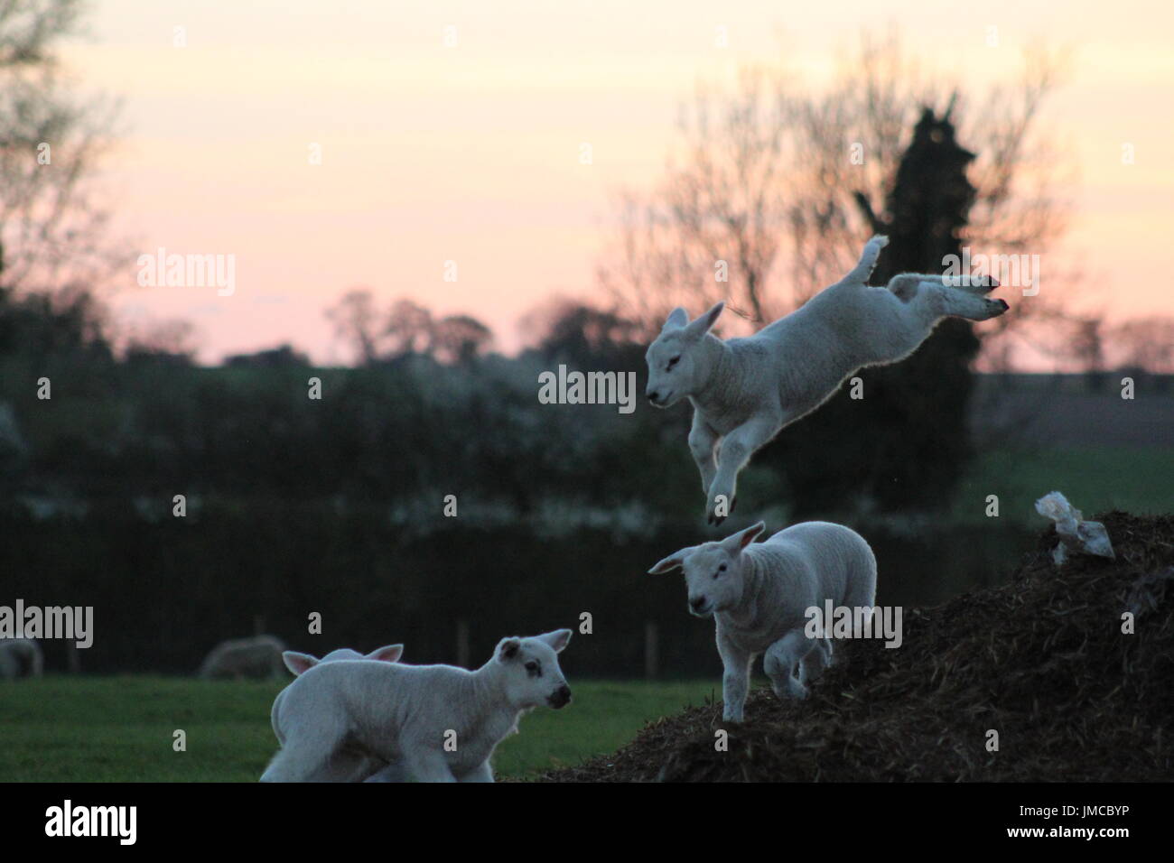 Lambs playing at sunset Stock Photo