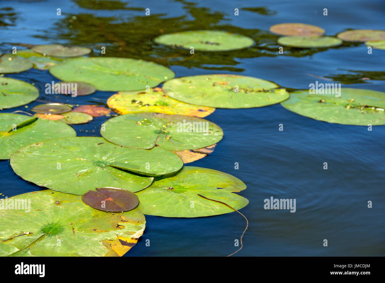Large Lily Pads Floating Lake Water Stock Photo Alamy