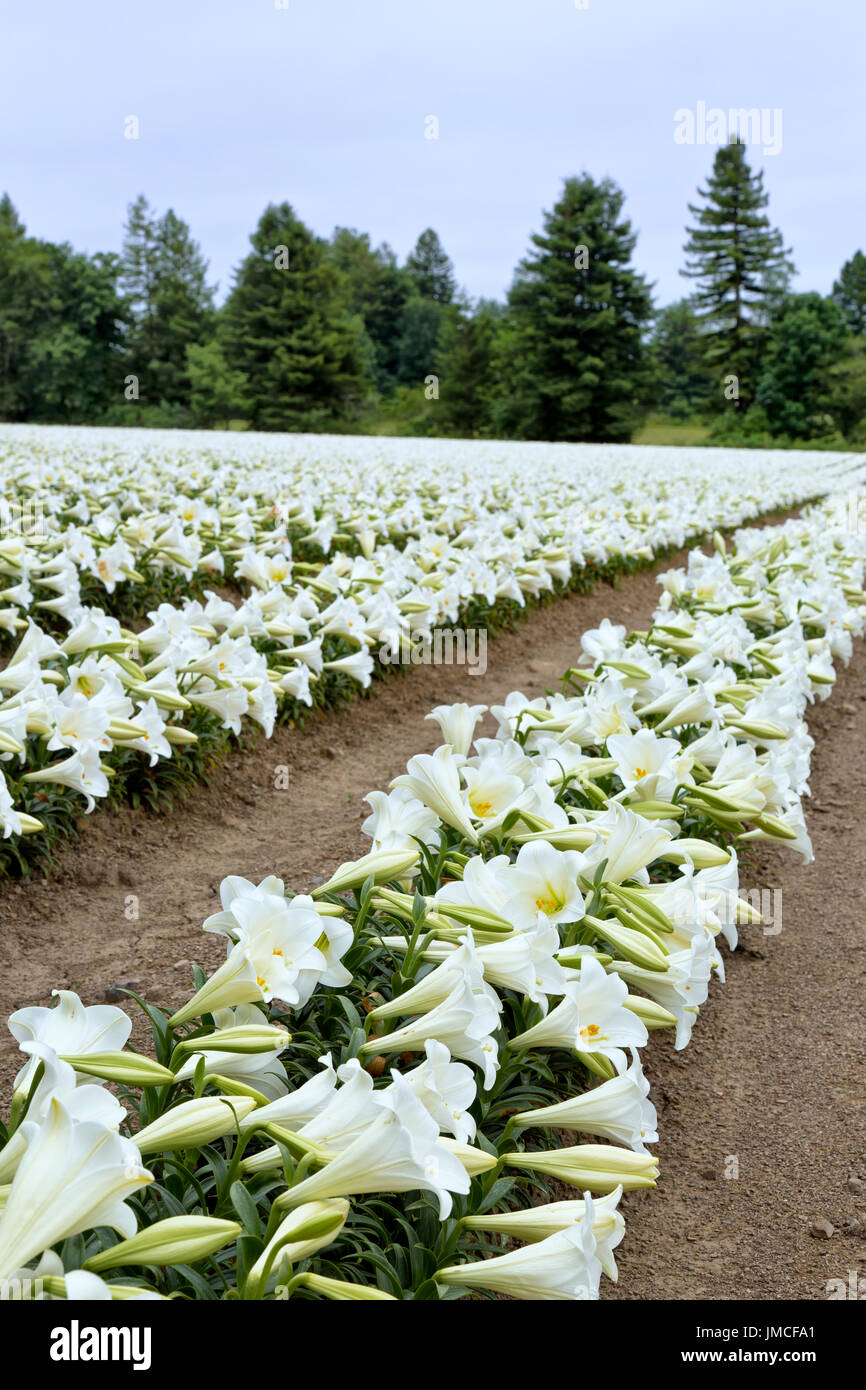 White easter lilies field hires stock photography and images Alamy
