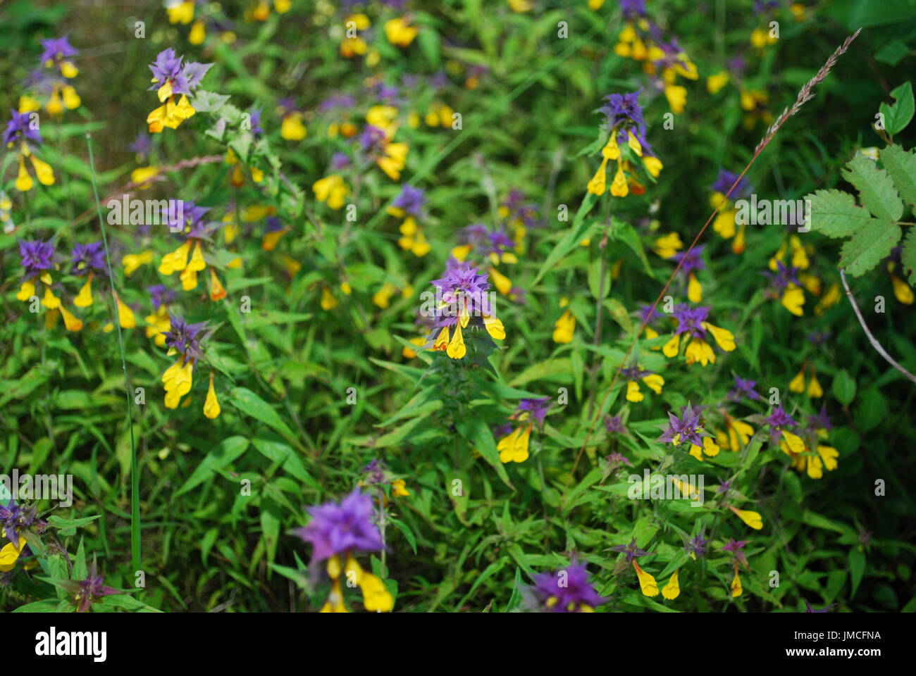 Melampyrum nemorosum is an herbaceous flowering plant in the broomrape family, Orobanchaceae. Stock Photo