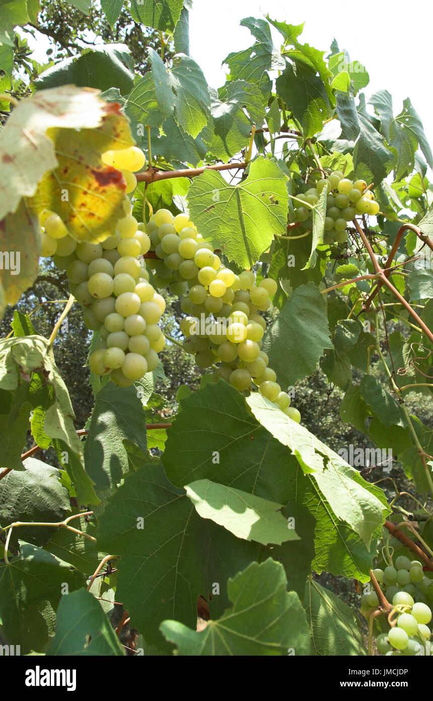 Planta de uvas hi-res stock photography and images - Alamy