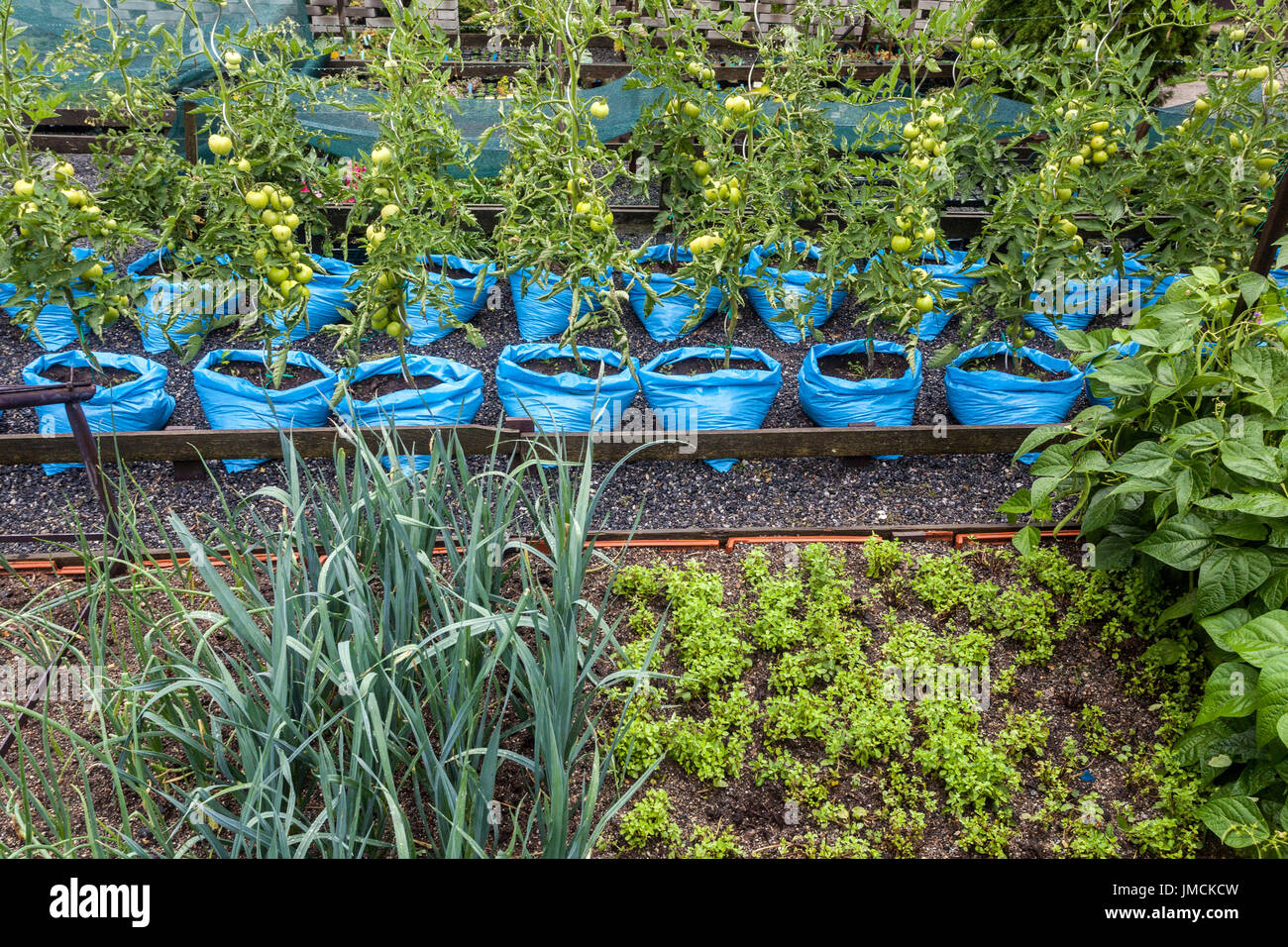 Tomatoes growing in Plastic Bags Vegetable garden Rows Garden Plot Growing Tomatoes Bags Allotment garden Planting Tomatoes plastic bags Growbags Stock Photo