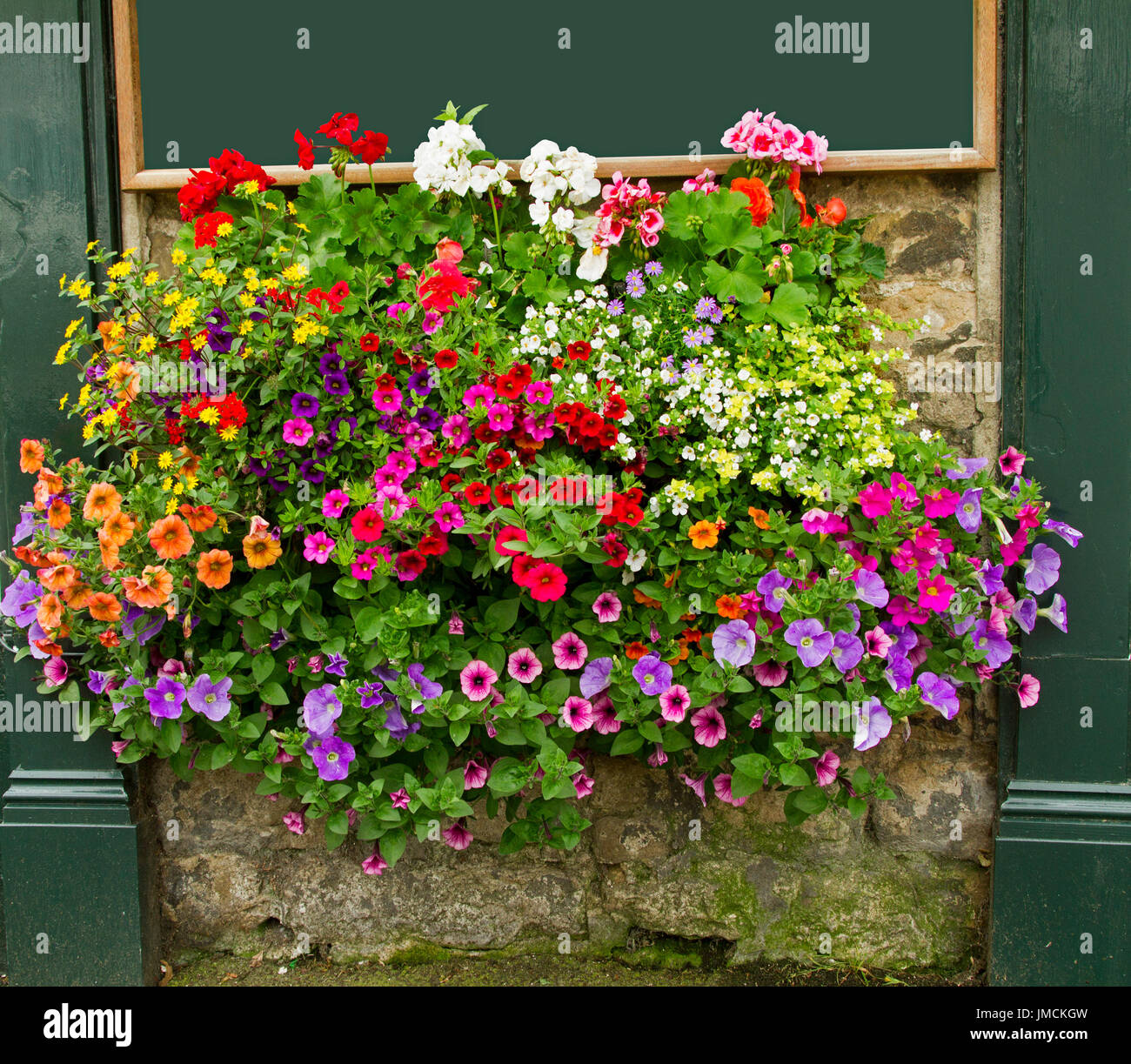 Mass of vivid flowers inc. orange, red, purple, pink calibrachoas and petunias, yellow daisies, & red geraniums, in hanging basket against stone wall Stock Photo