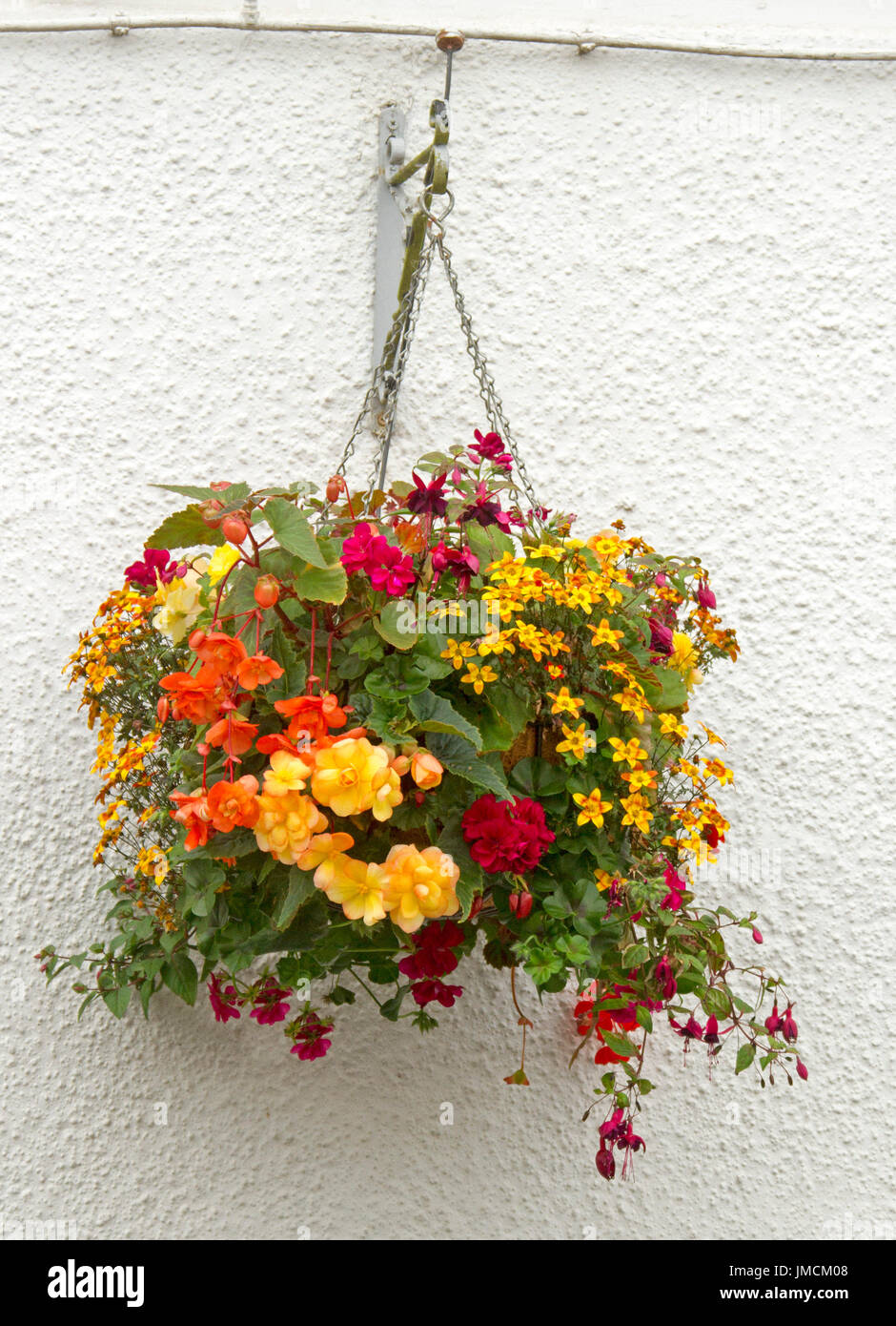 Mass of colourful flowering plants inc. red and purple fuchsias, orange and yellow begonias, and yellow daisies in hanging basket against white wall Stock Photo