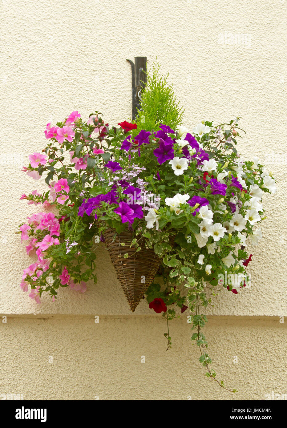 Mass of colourful flowering annuals, inc. purple, pink and white petunias, in hanging basket against cream wall Stock Photo