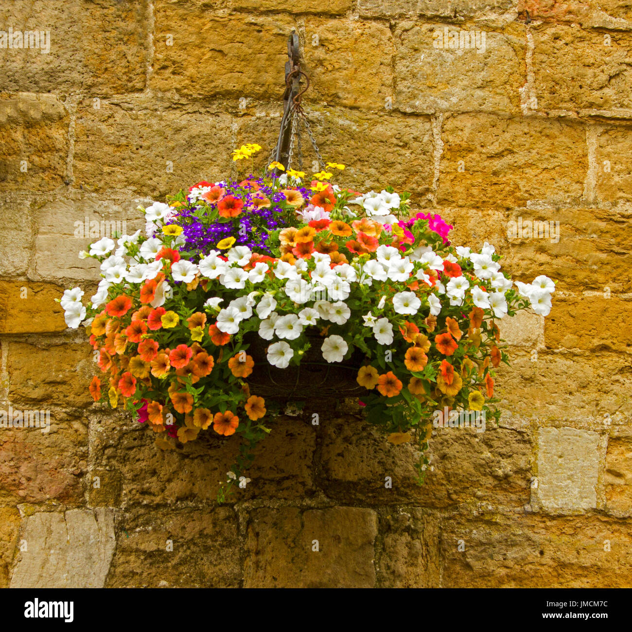 Mass of brightly coloured flowering plants, inc. orange and white calibrachoas and purple lobelia in hanging basket against golden brown stone wall Stock Photo