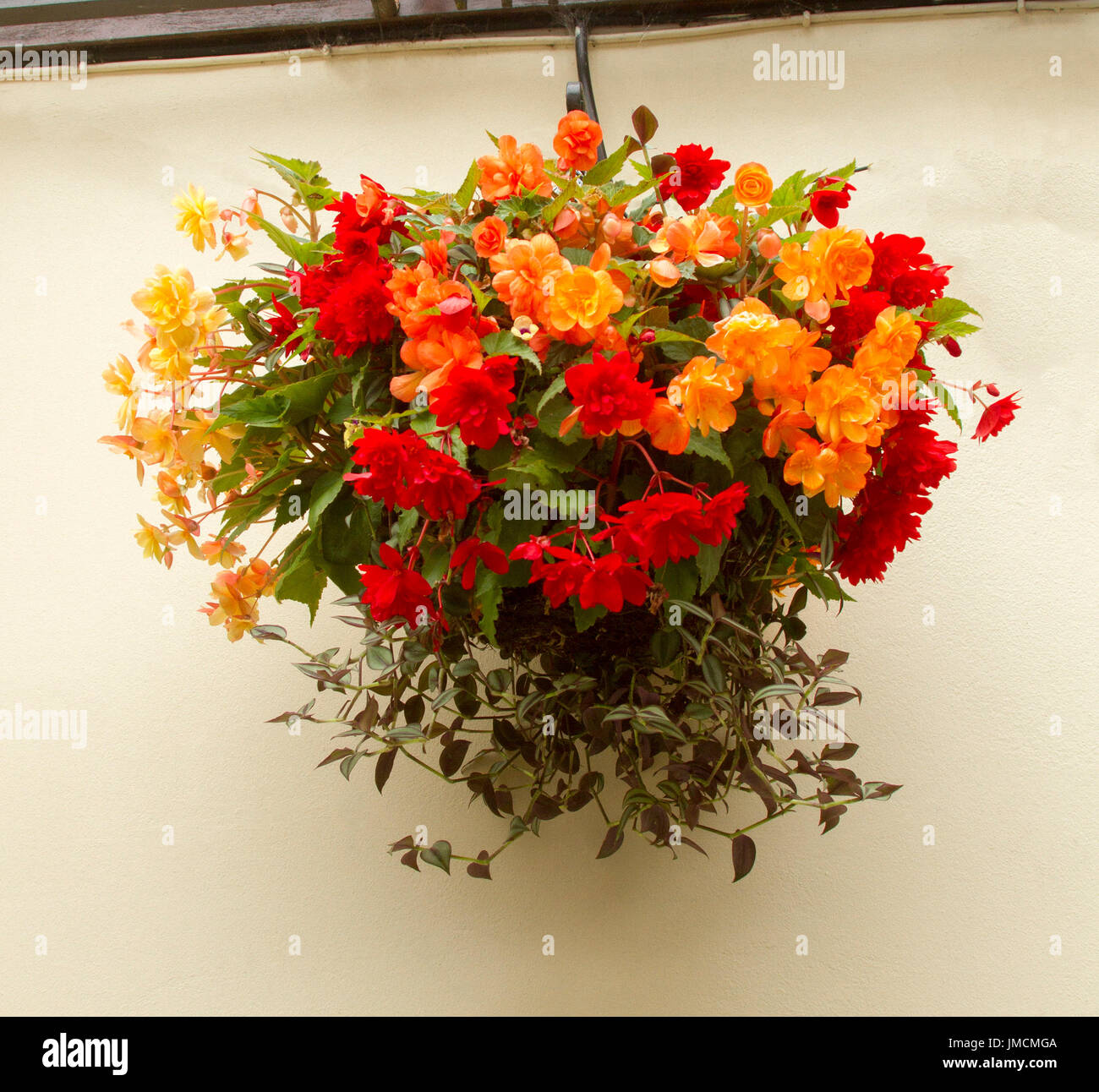 Mass of colourful flowering plants, red and orange tuberous begonias, in hanging basket against cream wall Stock Photo