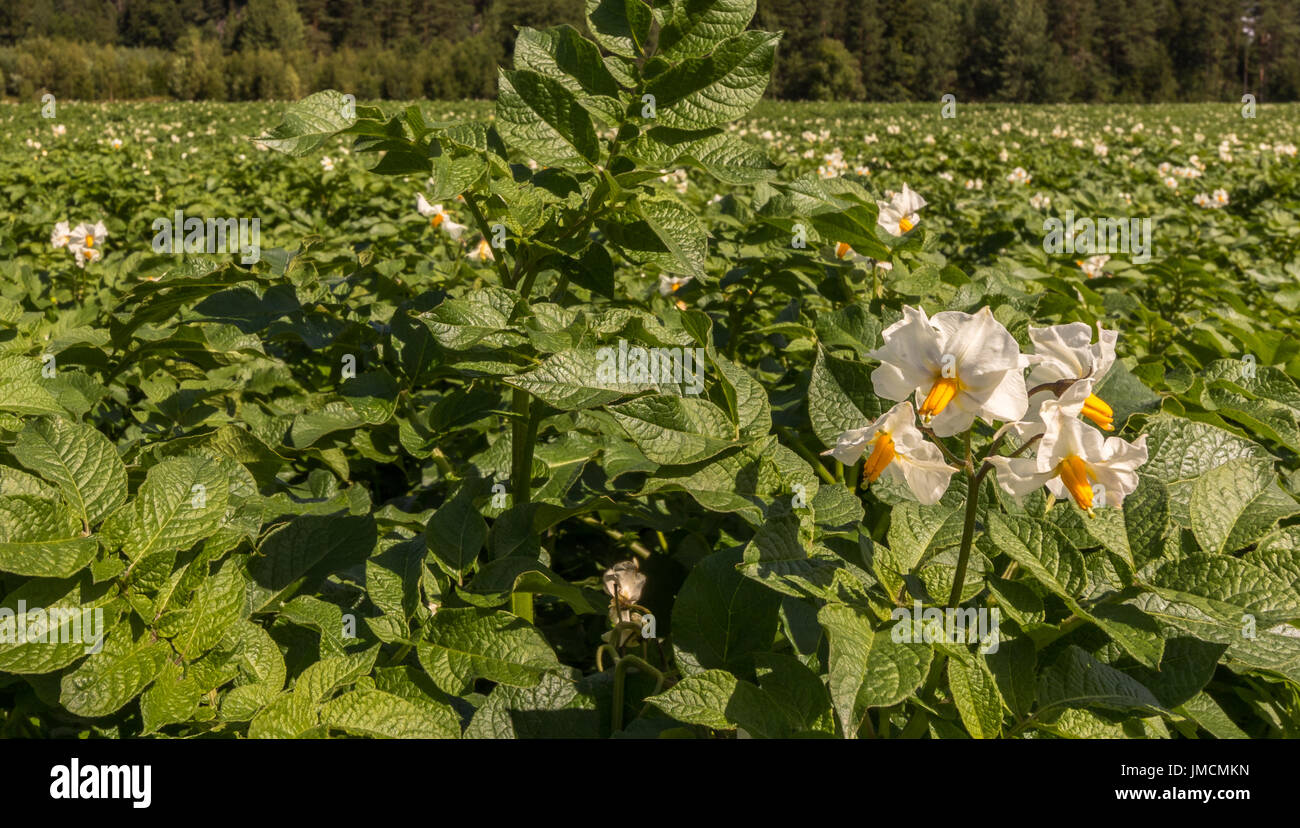 White flowers on potato plants with forest in the background