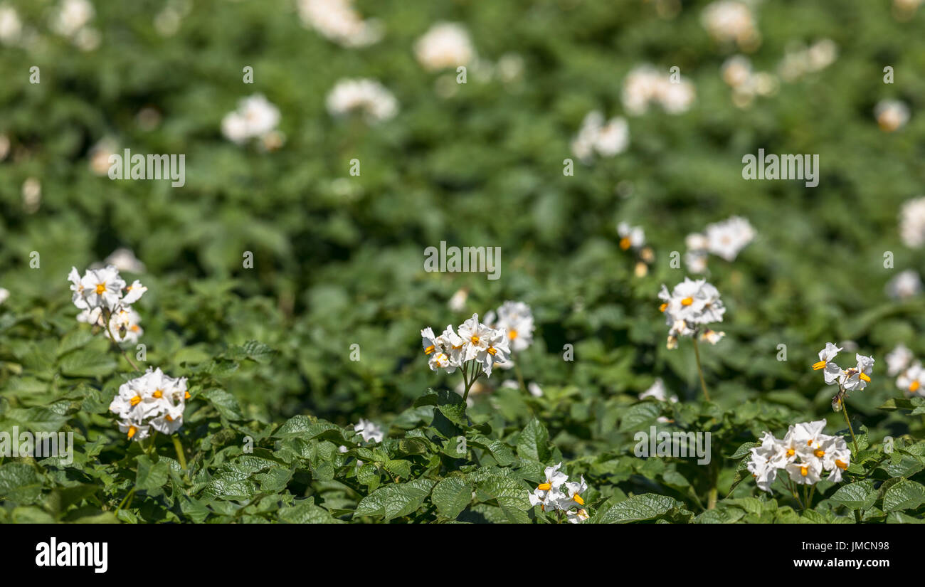 White flowers on potato plants Stock Photo Alamy