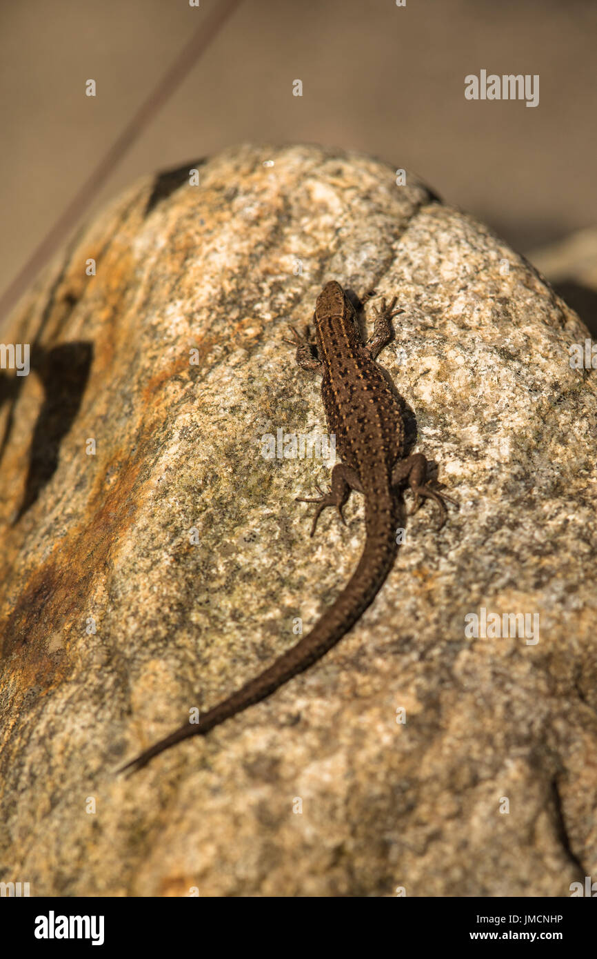 Viviparous lizard, Zootoca vivipara, resting on a rock Stock Photo