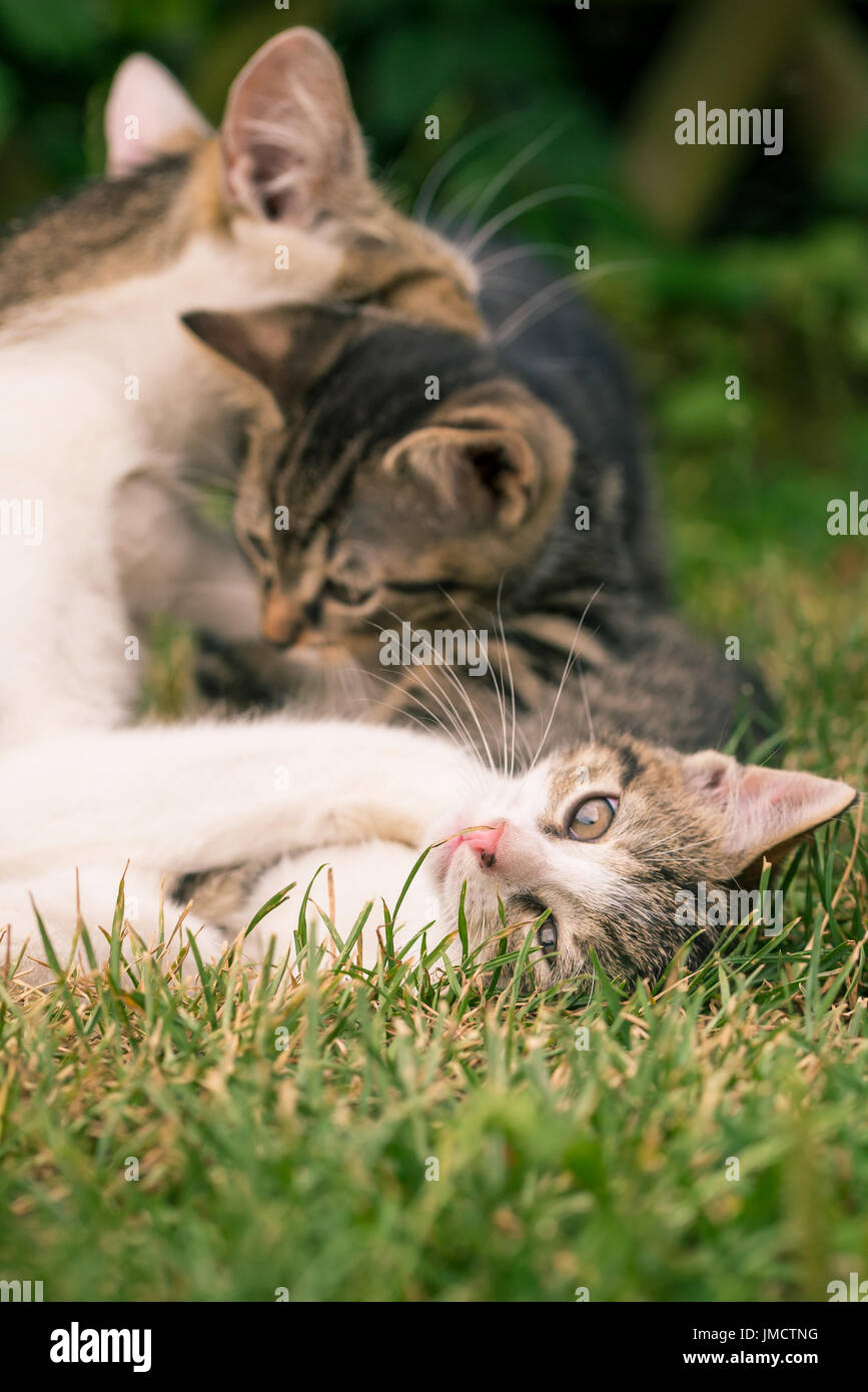 Vertical photo of mother cat which plays with two kitten. The one with white and tabby fur is under the mother's paw on back and look into the camera. Stock Photo