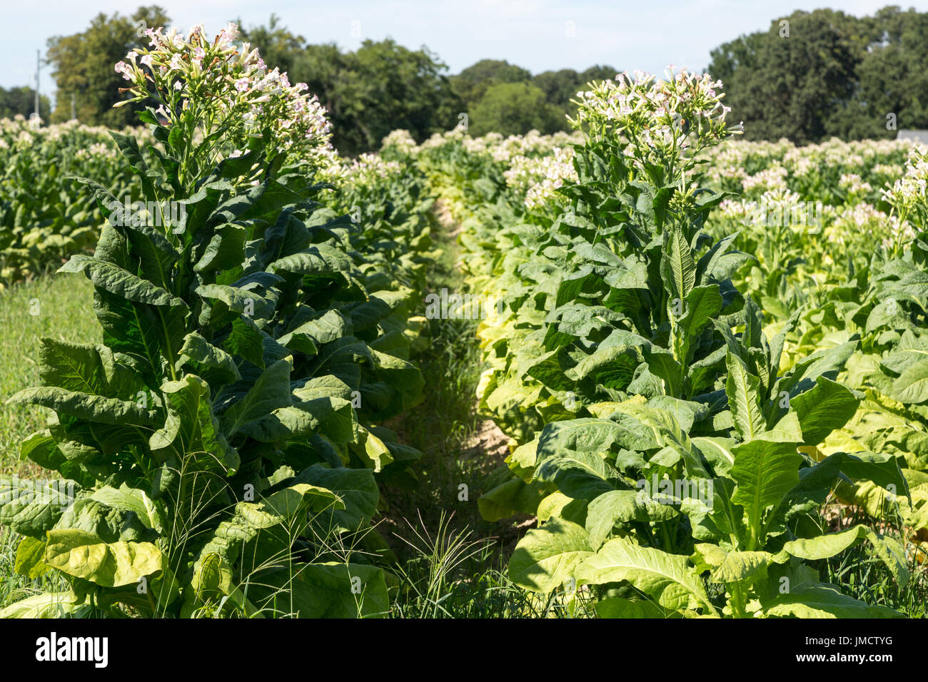 Tobacco crop hires stock photography and images Alamy
