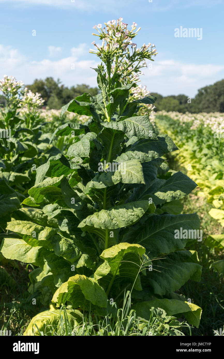 Tobacco crop hires stock photography and images Alamy