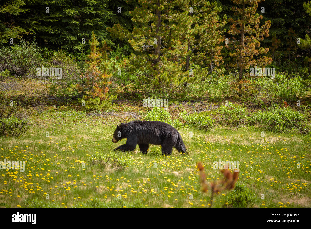 Wild Black Bear walks in forests of Banff and Jasper National Park, Canada situated in canadian Rocky Mountains Stock Photo