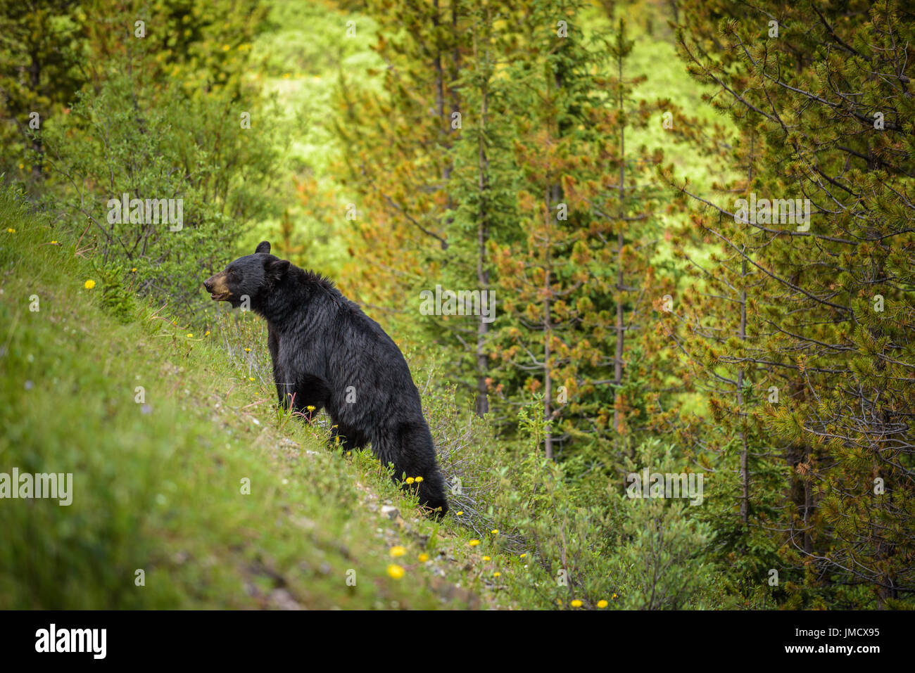 Wild Black Bear walks uphill in forests of Banff and Jasper National Park, Canada situated in canadian Rocky Mountains Stock Photo
