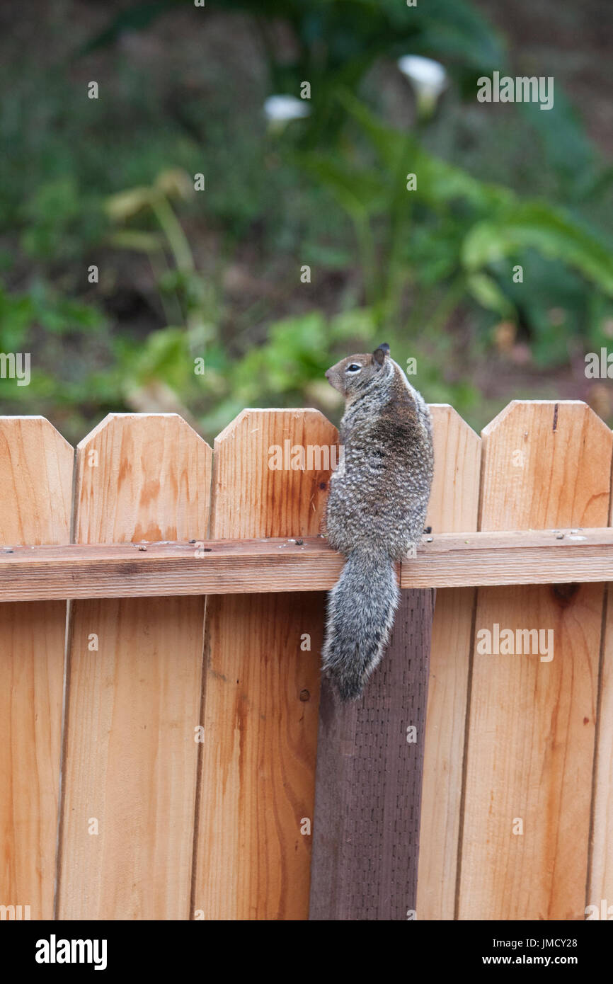 A ground squirrel standing watch on a fence in Seaside California Stock Photo