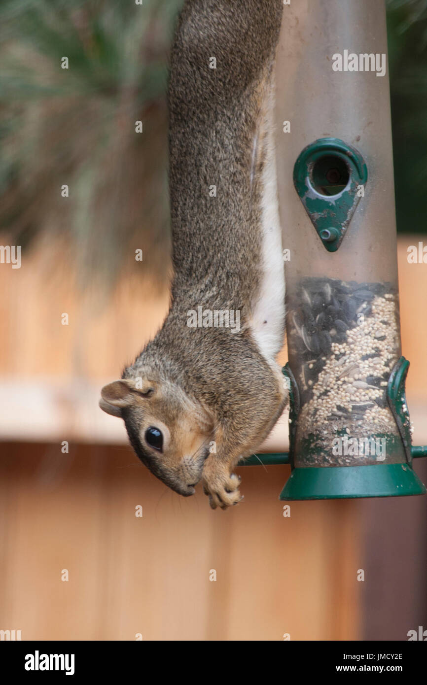 A tree squirrel hanging upside down on a bird feeder as he eats the bird seed. Stock Photo