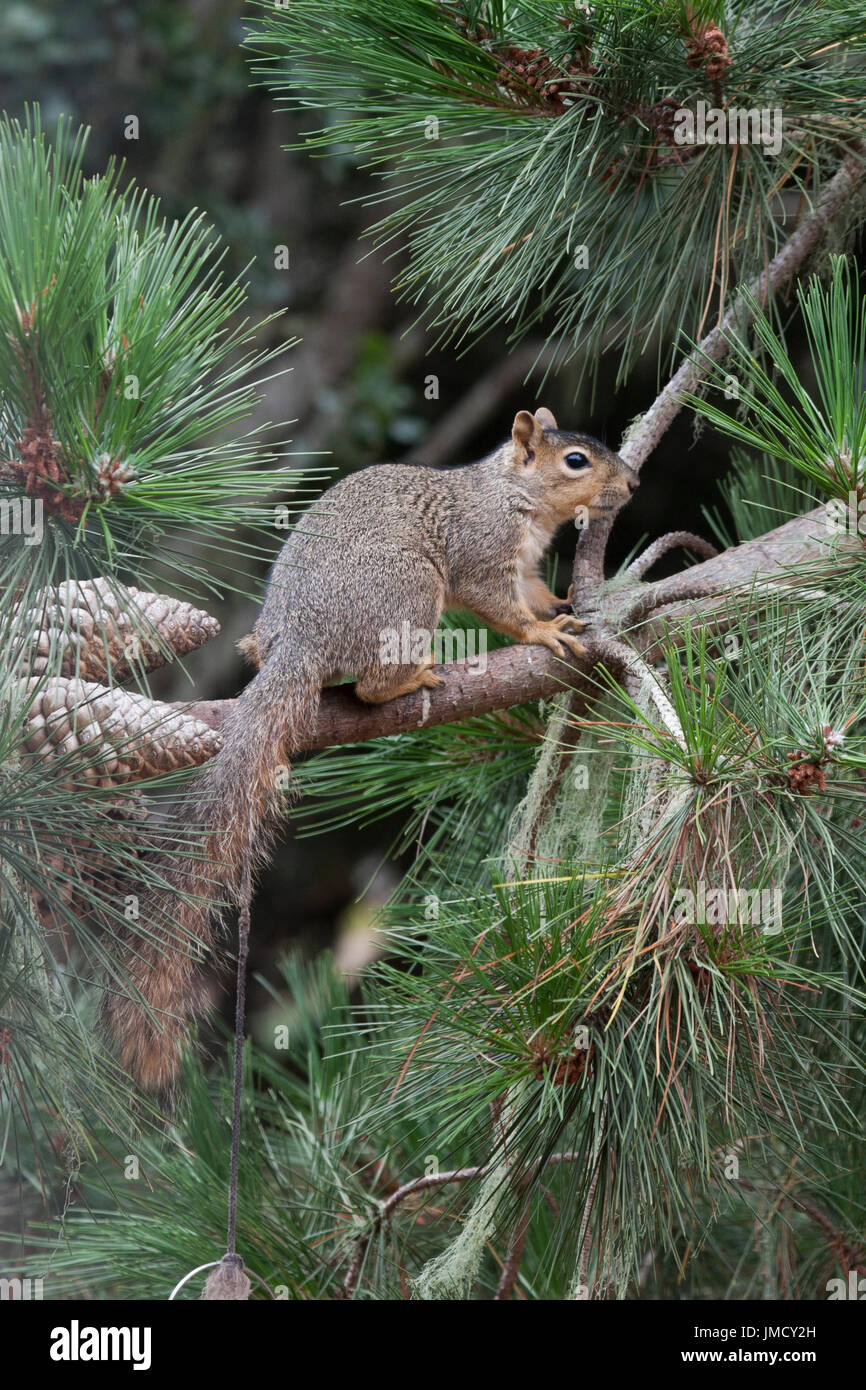 A tree squirrel resting a moment in a pince tree Stock Photo