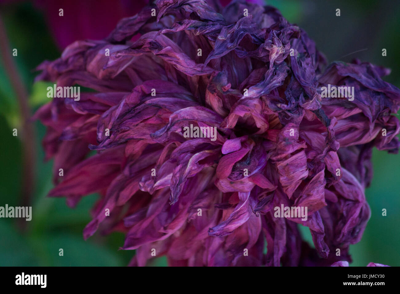 Closeup of a dahlia at the end of it's life Stock Photo