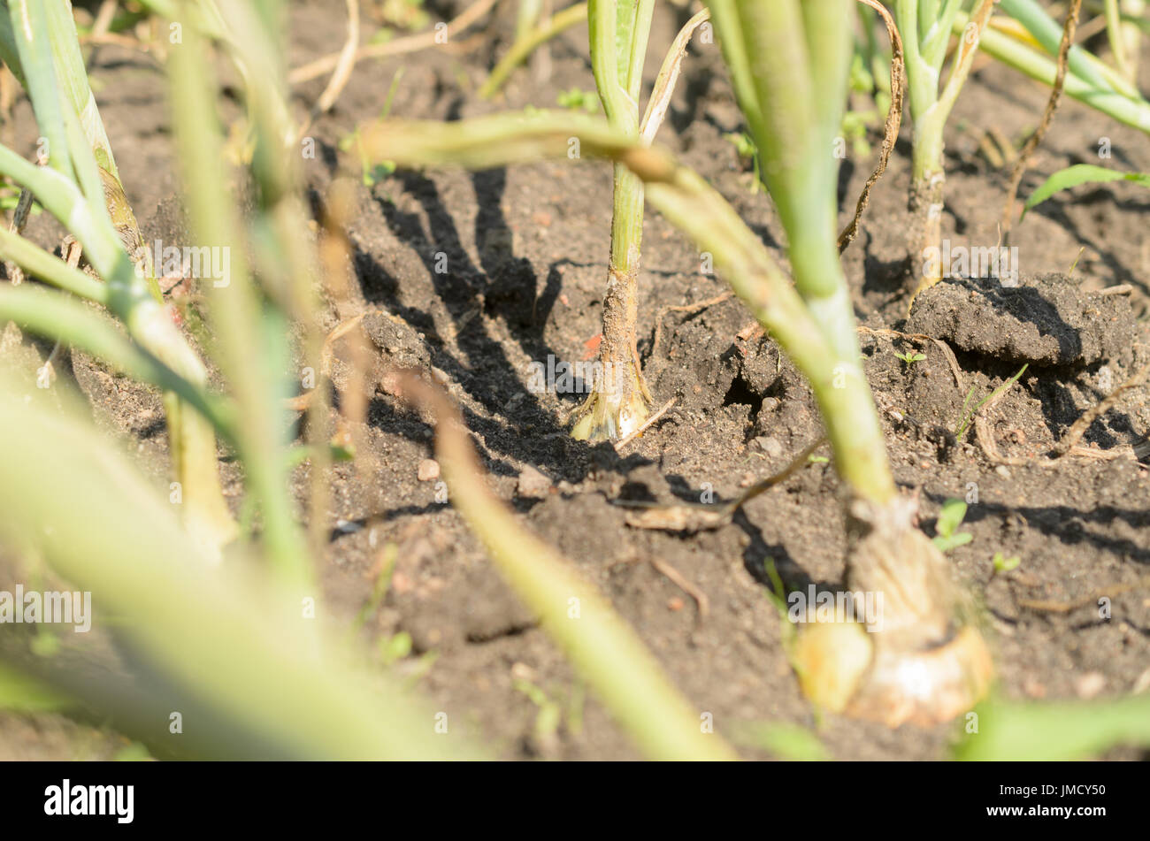 Onion stalk pile hi-res stock photography and images - Alamy