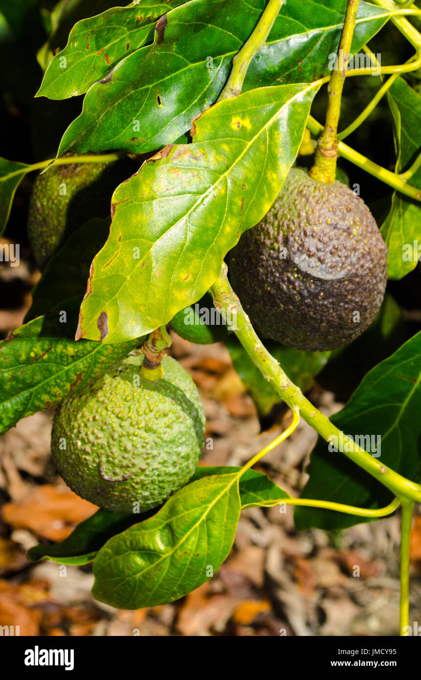 Haas avocados on tree Stock Photo Alamy