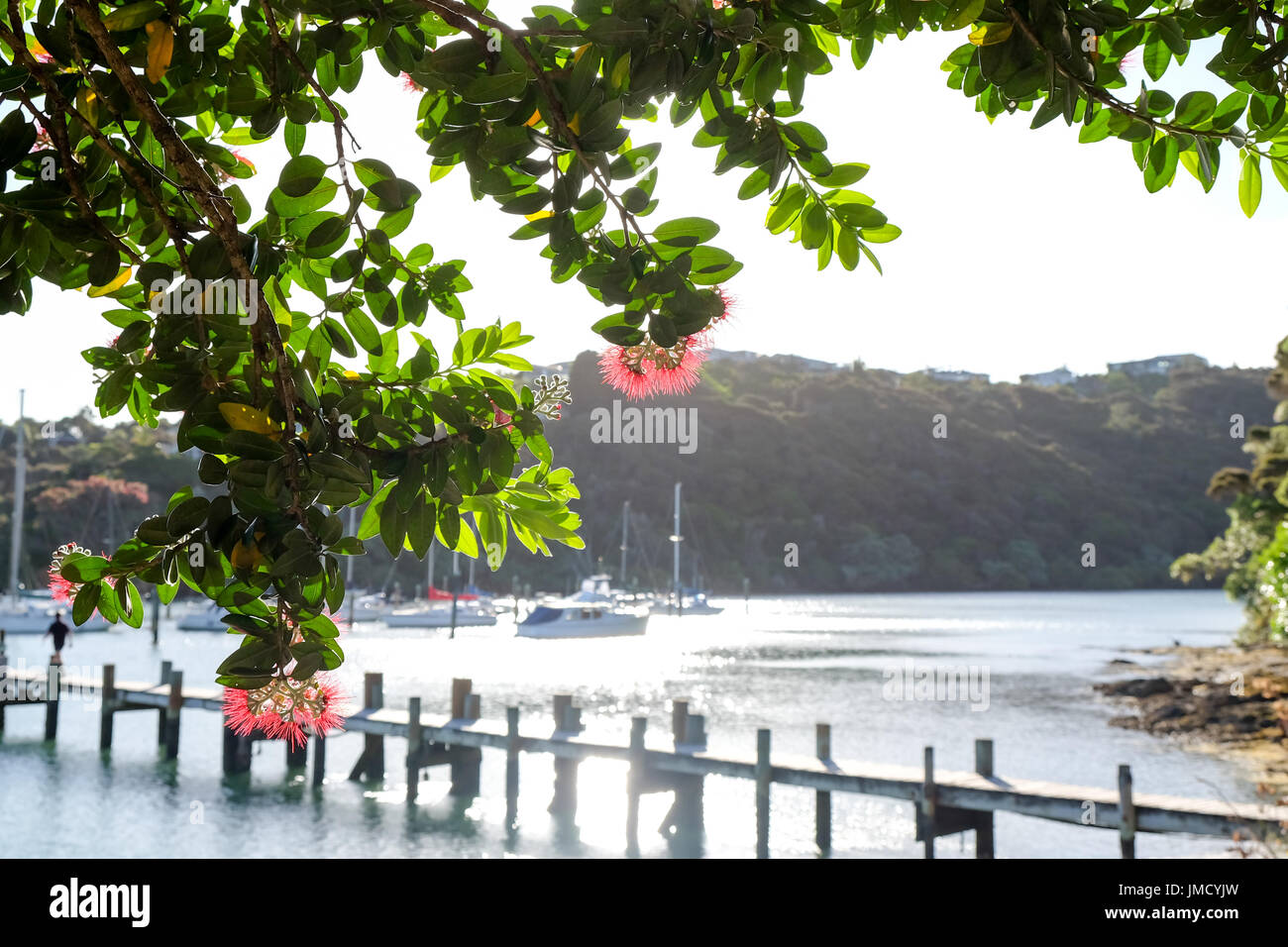 Pohutukawa tree and flowers at Doves Bay Marina, Kerikeri, Northland, New Zealand, NZ with boats and pier in background Stock Photo