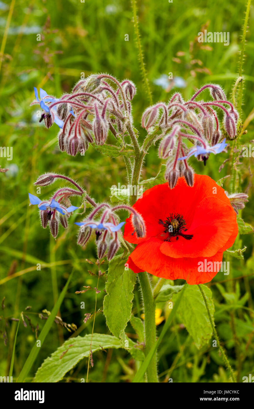Red poppy, Papaver rhoeas, with blue flowers of borage - Borago officinalis, in British wildflower meadow Stock Photo