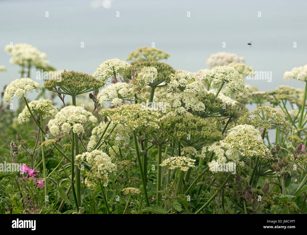 Cluster of white flowers of cow parsley, Anthriscus sylvestris, against light blue sky Stock Photo