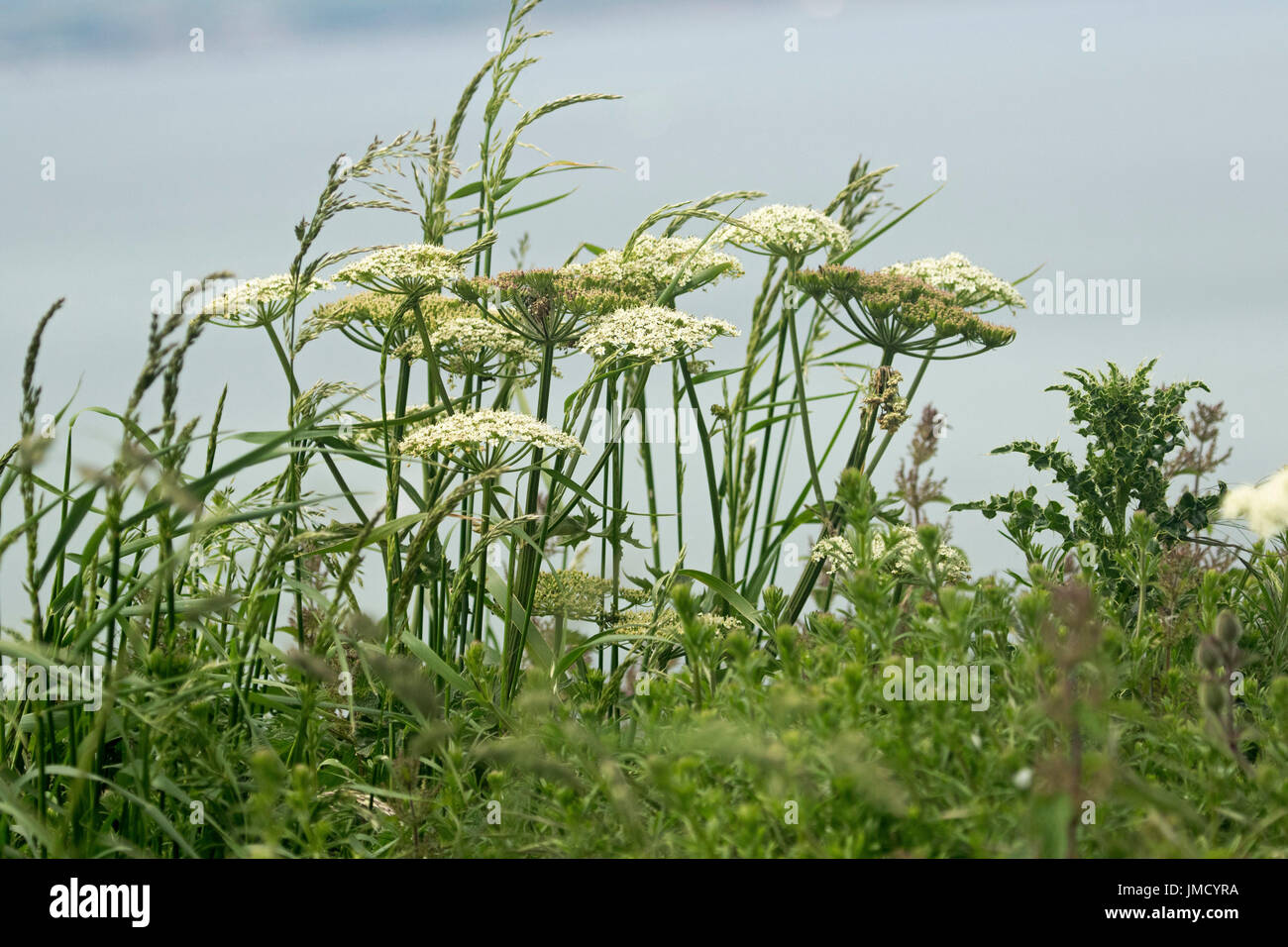 Cluster of white flowers of cow parsley, Anthriscus sylvestris, against light blue sky Stock Photo