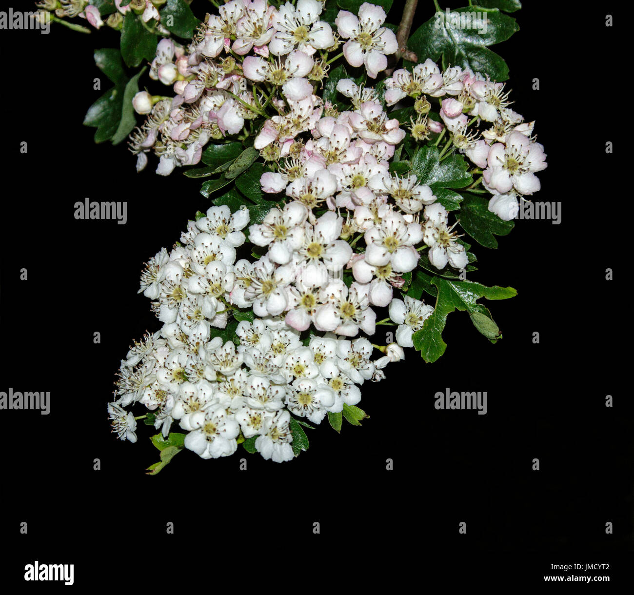 Cluster of perfumed white flowers of Hawthorn, Crataegus monogyna, British wildflowers, against black background Stock Photo