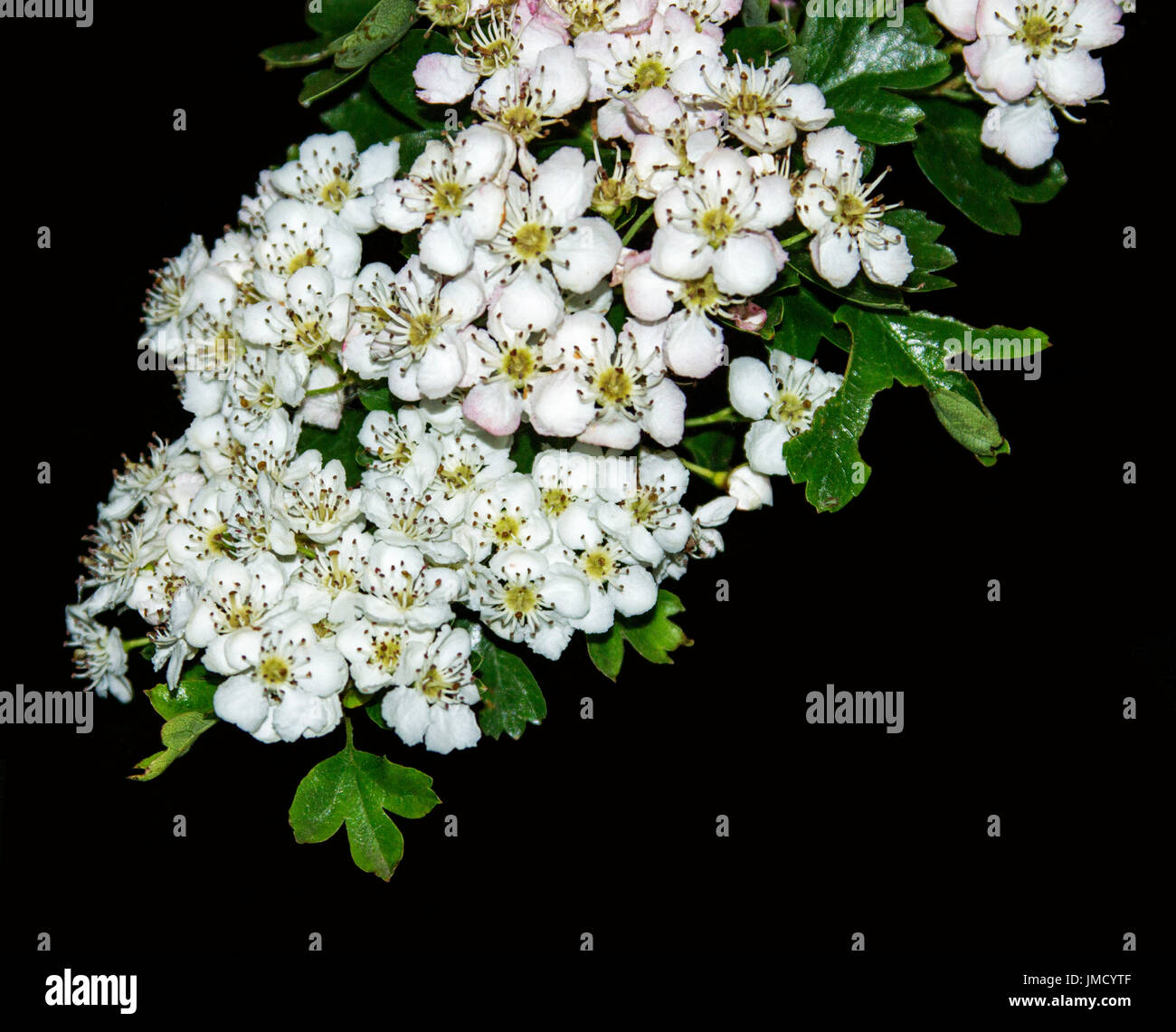 Cluster of perfumed white flowers of Hawthorn, Crataegus monogyna, British wildflowers, against black background Stock Photo