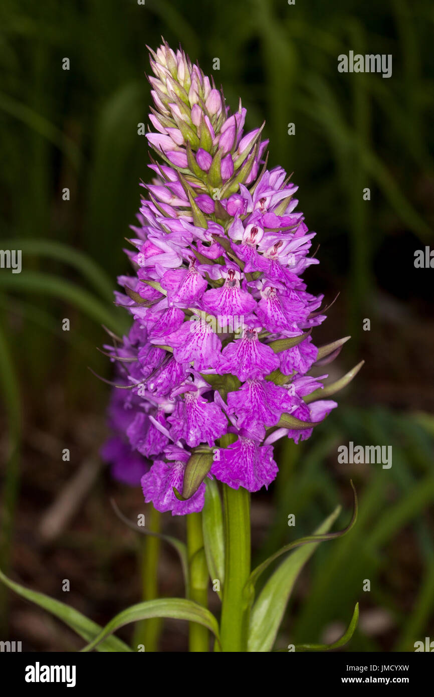 Purple / pink flower of British wild orchid, Dactylorhiza elata, against dark background Stock Photo