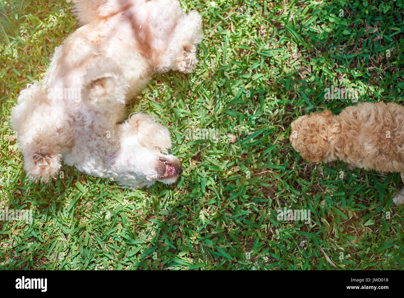 Enjoying freedom dogs laying on green grass. Stock Photo