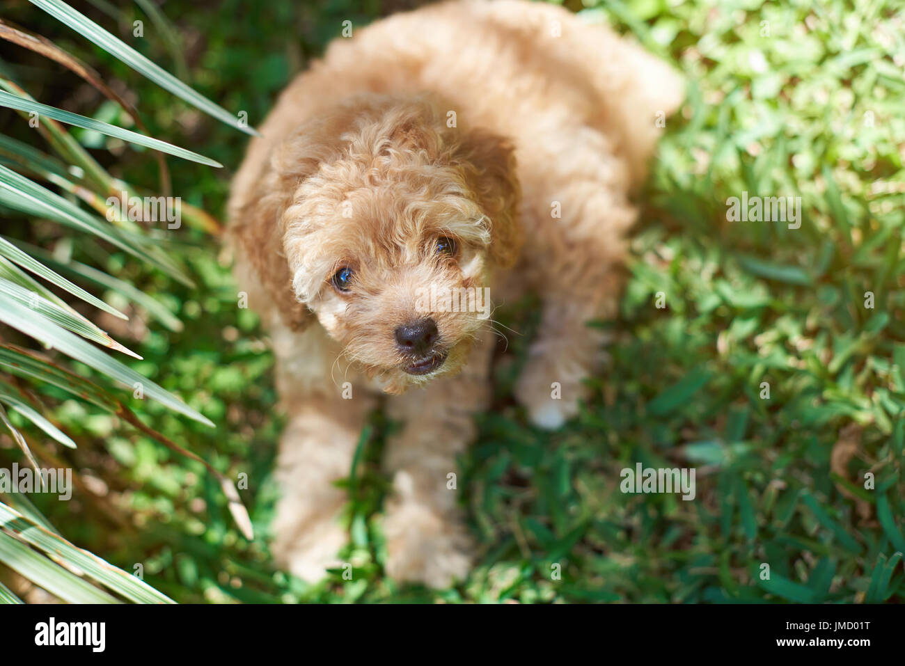 Cute brown poodle puppy lay on green grass background Stock Photo - Alamy