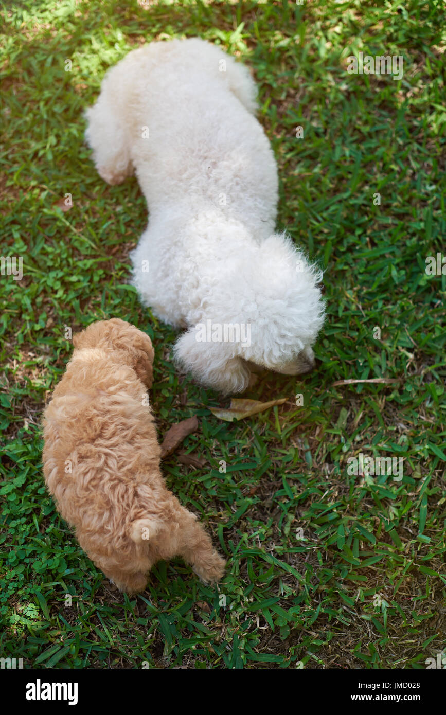 Two poodle walk on green grass. Puppy and mom dogs playing in park Stock Photo