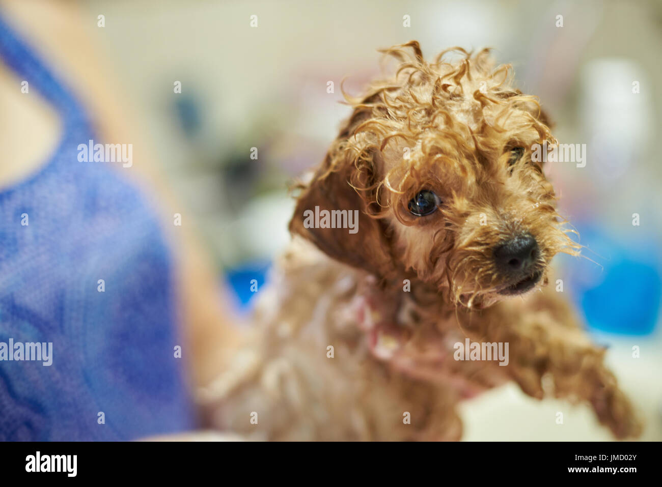 Funny wet poodle puppy dog close-up. Dog groomer service theme Stock Photo