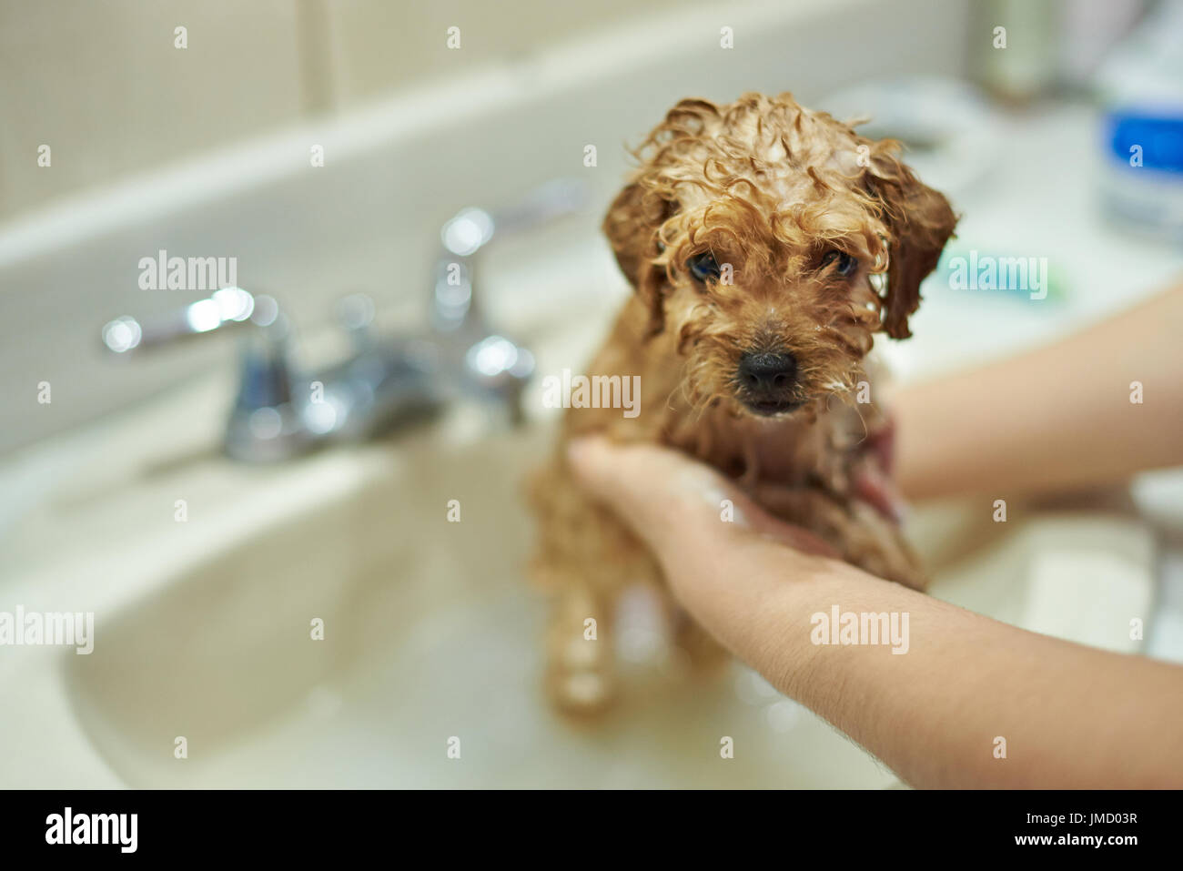 Washing dog salon. Brown poodle puppy in grooming salon Stock Photo