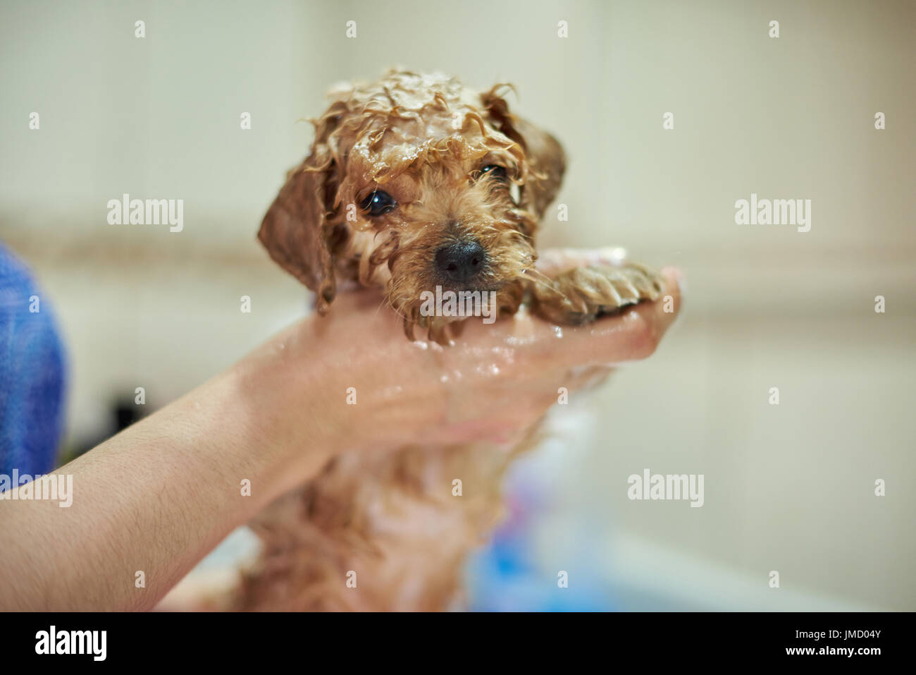 Washing small cute puppy. Woman hands cleaning poodle puppy Stock Photo