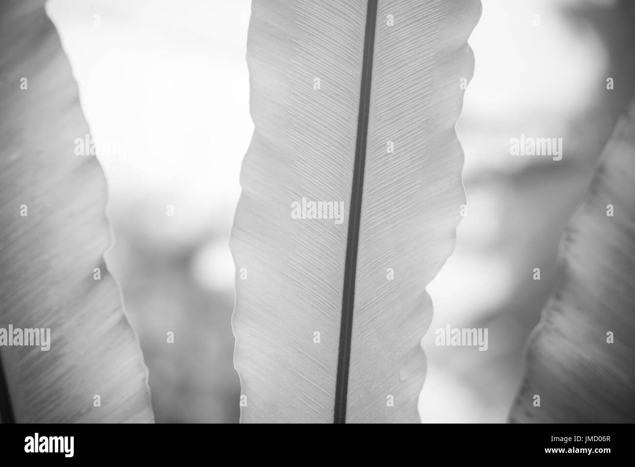 Still life black and white photography of tropical plant with broad leaf. Stock Photo