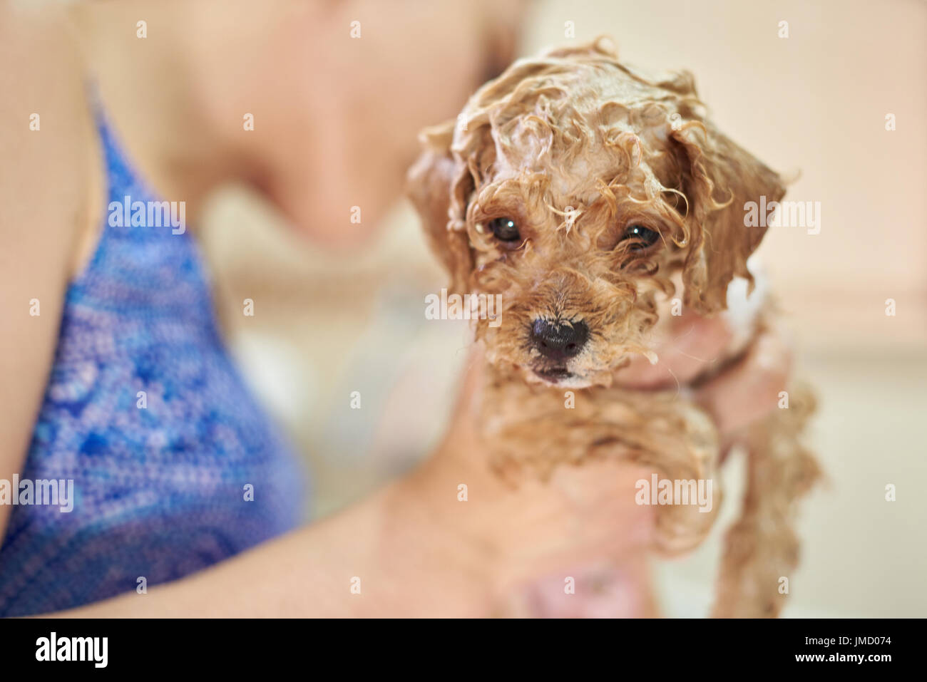 Cute brown poodle puppy taking shower. Bathing small dog Stock Photo Alamy