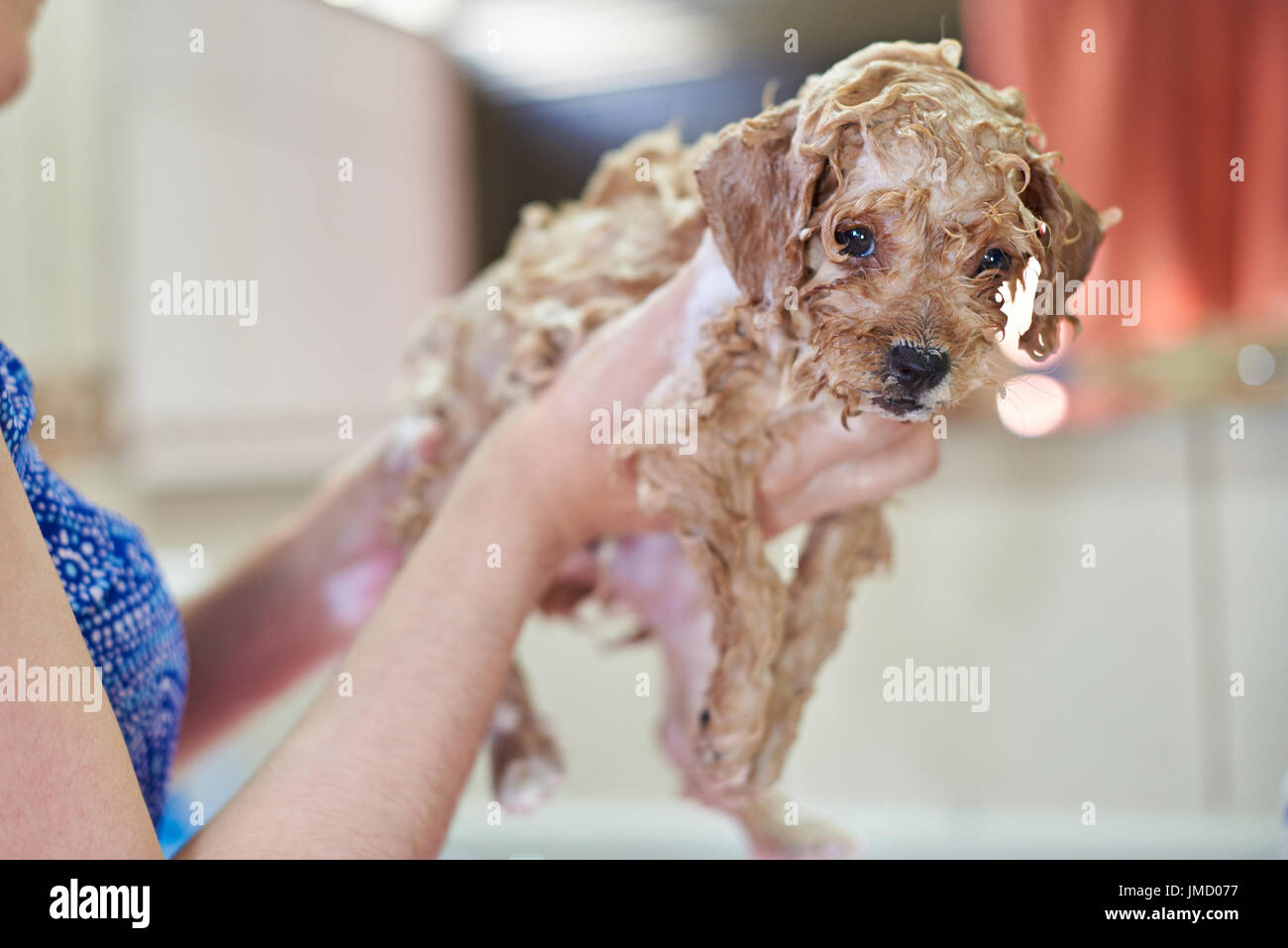 Cute puppy in soap bubbles. Woman washing small puppy dog Stock Photo