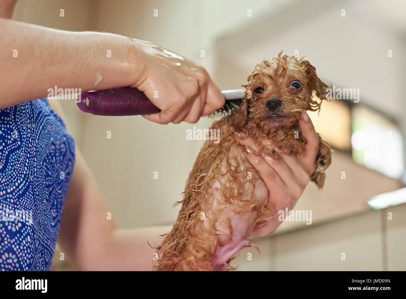 Grooming puppy dog in salon. Brushing brown small poodle puppy Stock