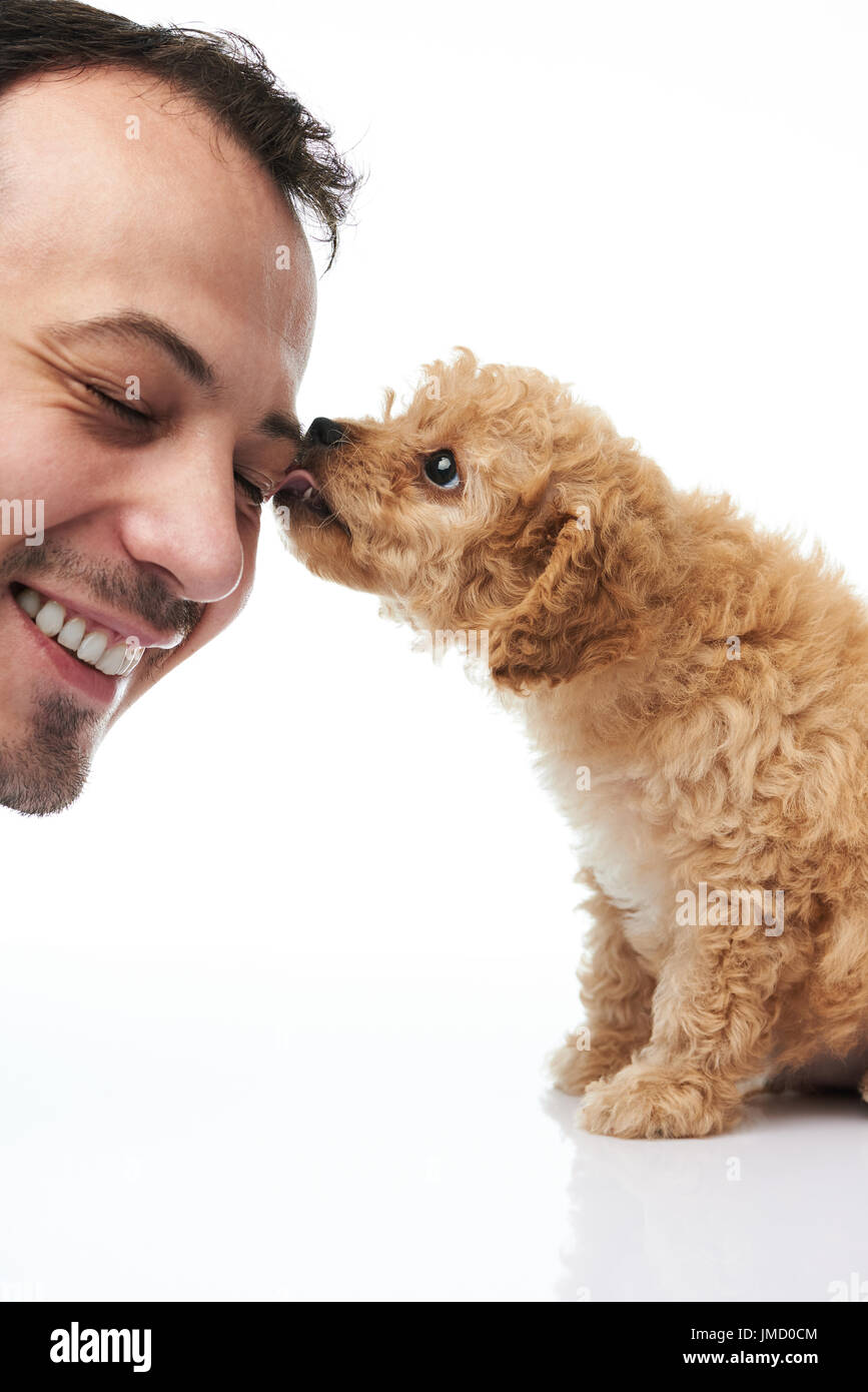 Puppy licking man face isolated on white background. Poodle puppy lick man head Stock Photo