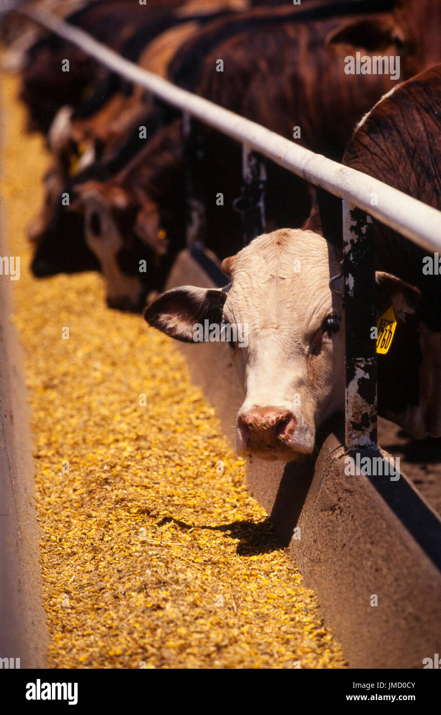 Cattle feed on a commercial feedlot prior to slaughter for beef Stock