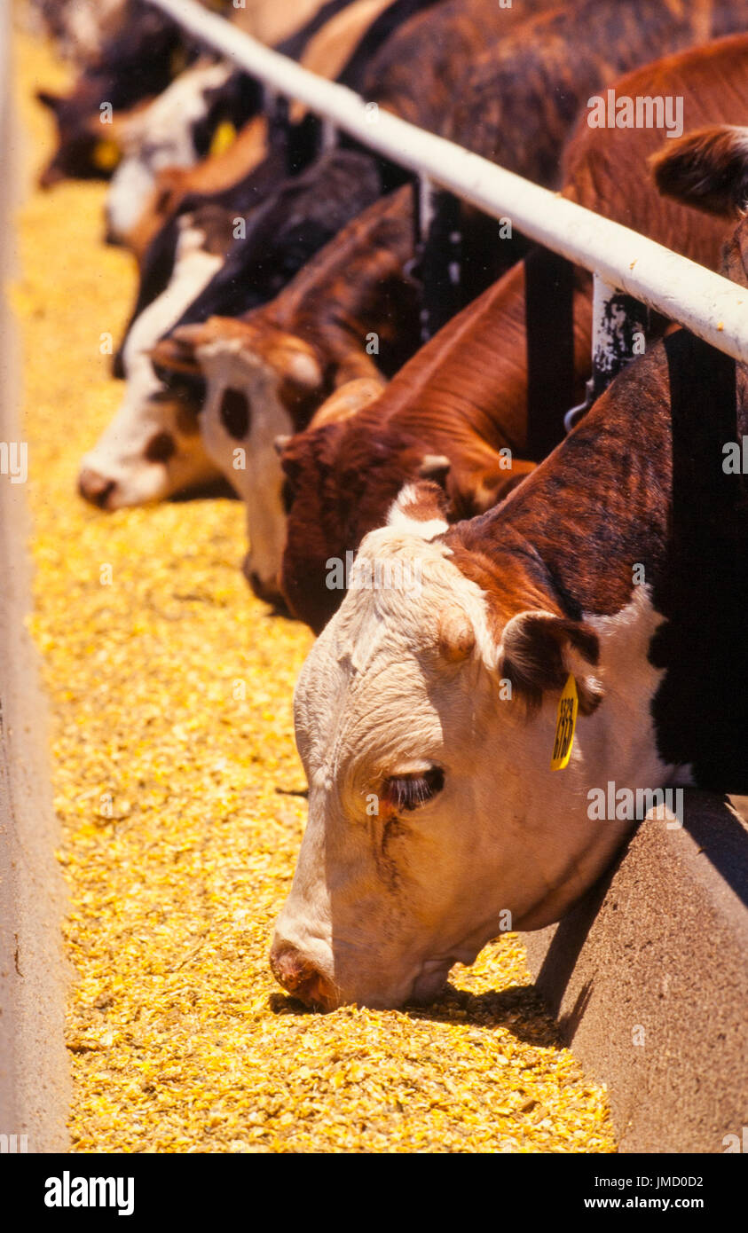 Commercial cows hires stock photography and images Alamy