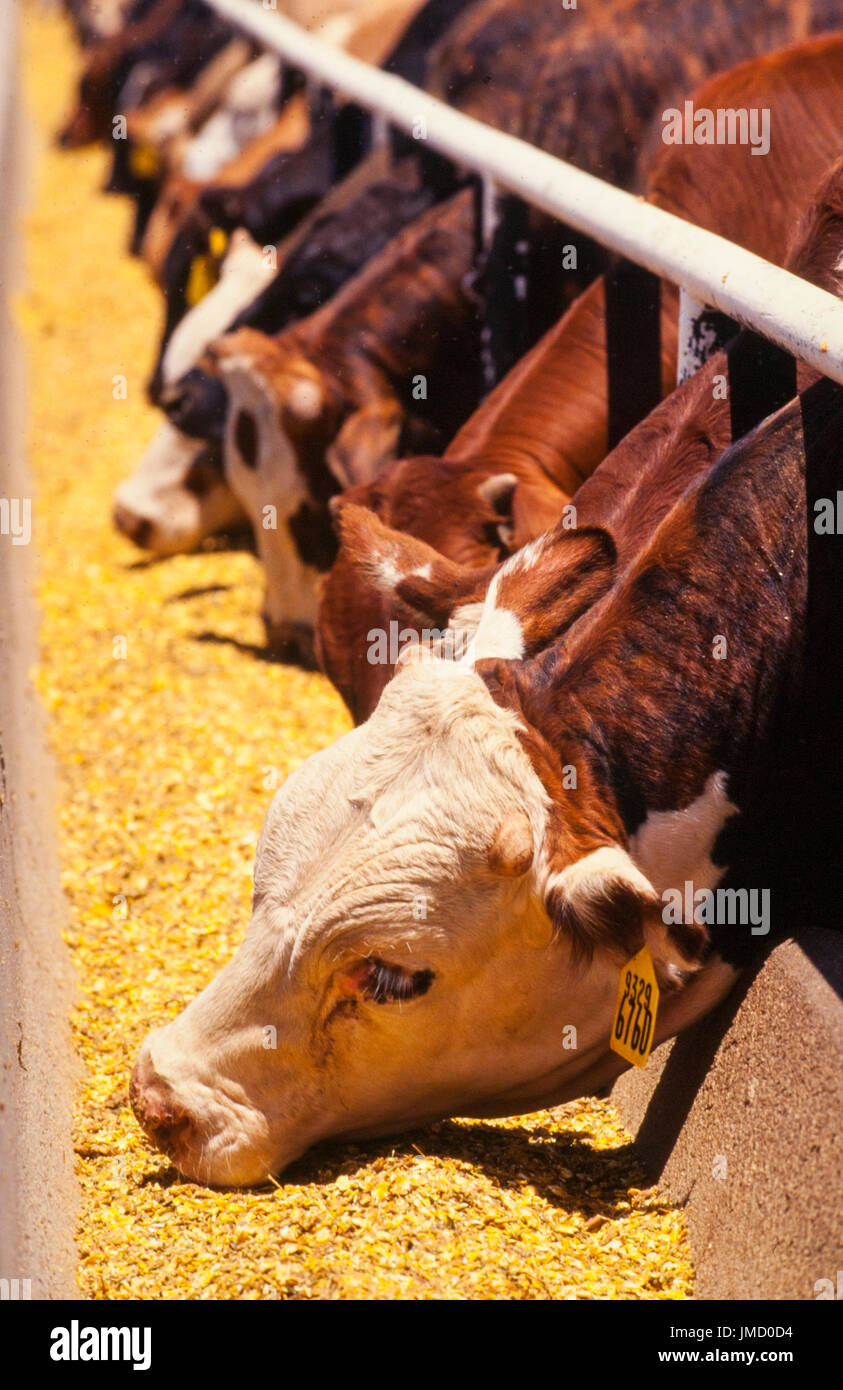 Cattle feed on a commercial feedlot prior to slaughter for beef. Stock Photo