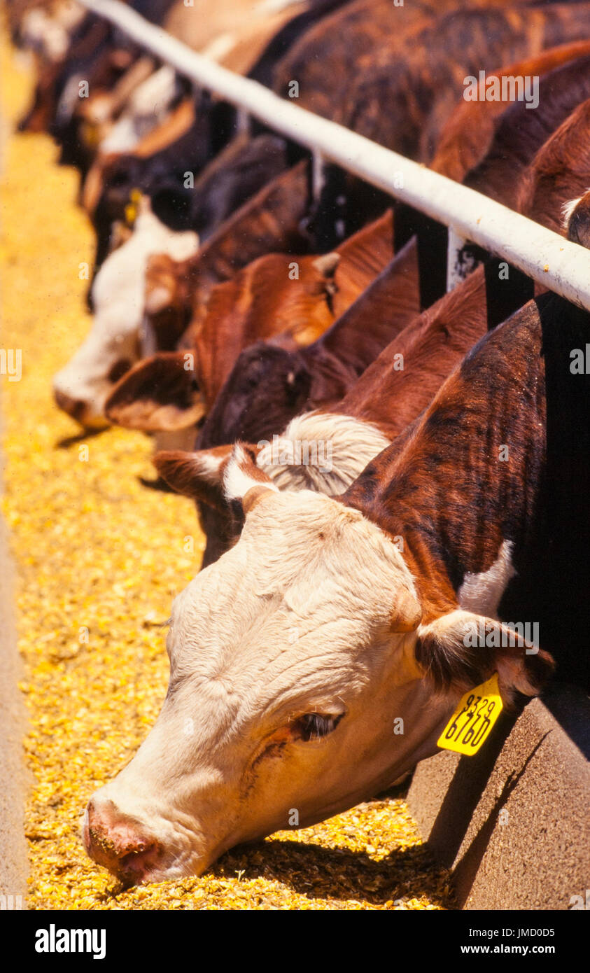 Cattle feed on a commercial feedlot prior to slaughter for beef Stock